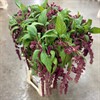 AMARANTHUS RÖD HÄNG